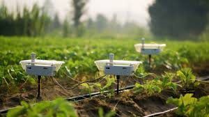 Drip Irrigation Melbourne | Mvw Services